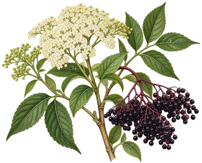 Botanical illustration of Elder