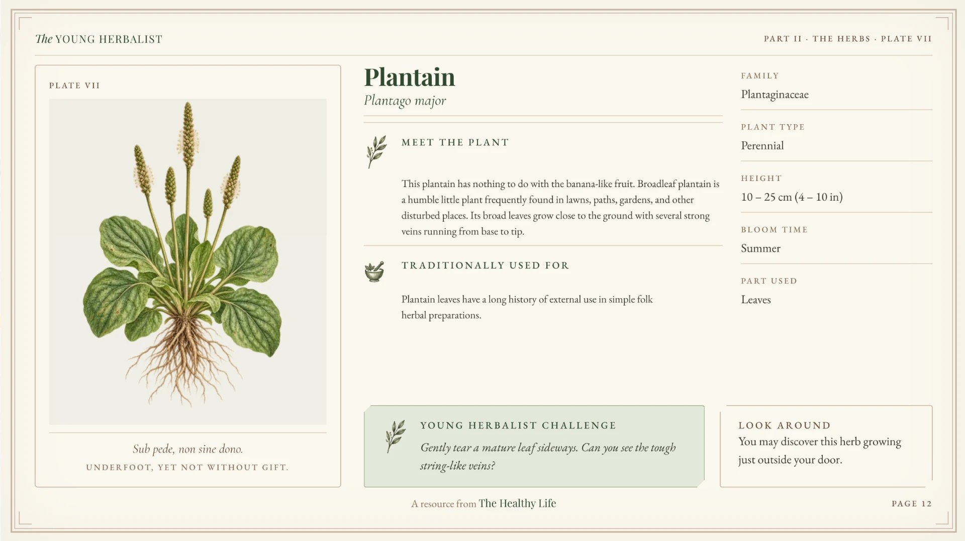 Herb profile page for Plantain, Plantago major